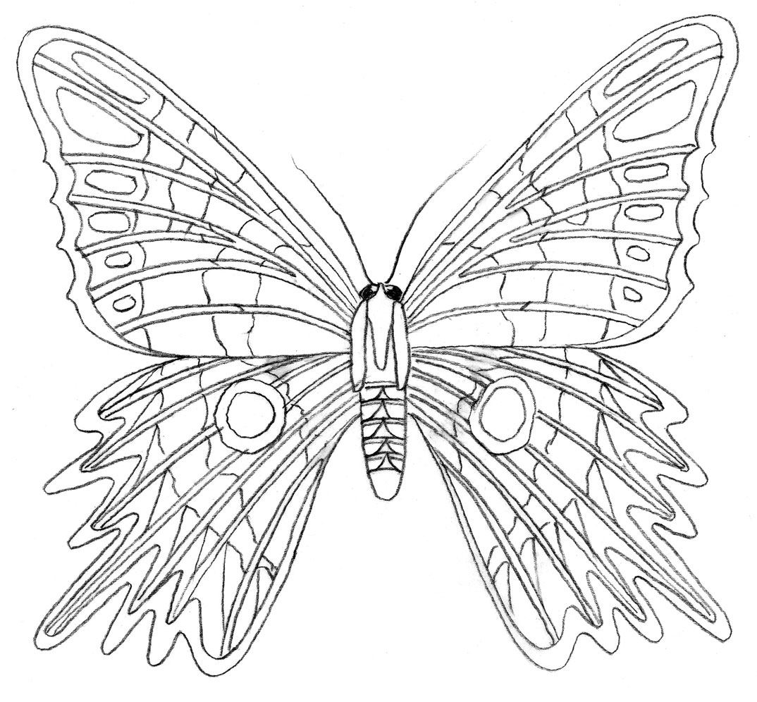 Tutorial para colorear: Cómo dibujar una mariposa